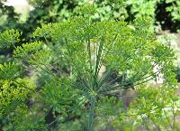 Dill can be harvested in the green stage for pickles, cooking fish or on top of a fresh cucumber salad